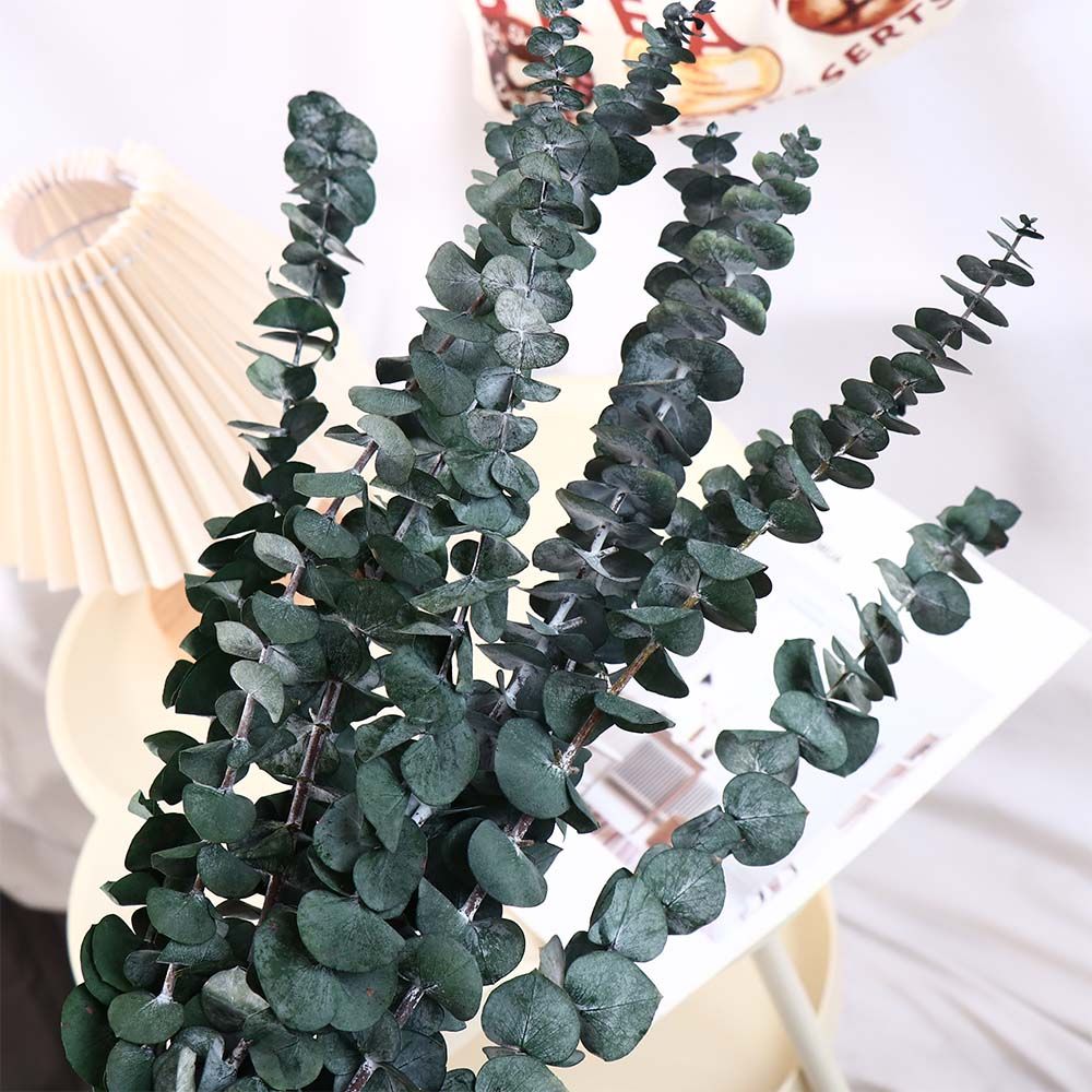 Eucalyptus Preserved - 10 szt. Prawdziwe suszone liście eukaliptusa