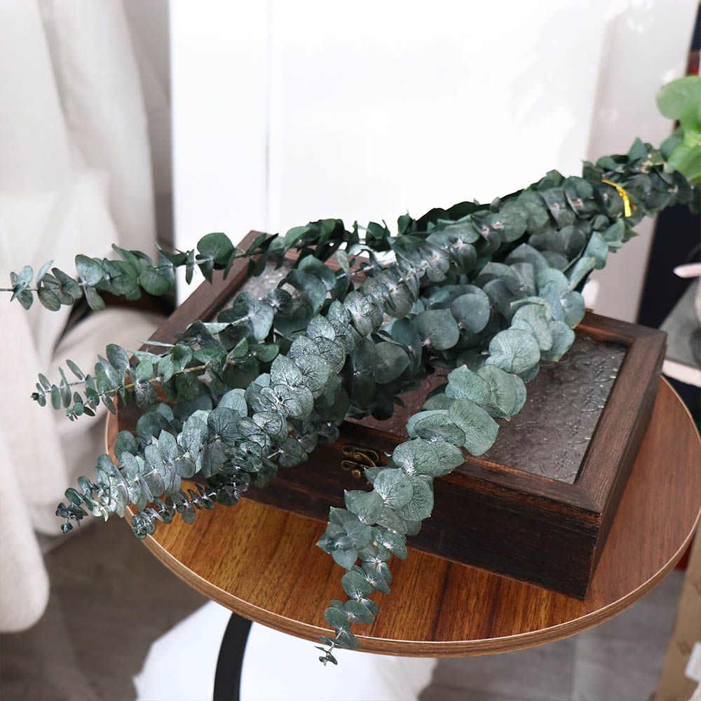 10 szt. Prawdziwe suszone liśc – Eucalyptus Preserved recenzja i cena